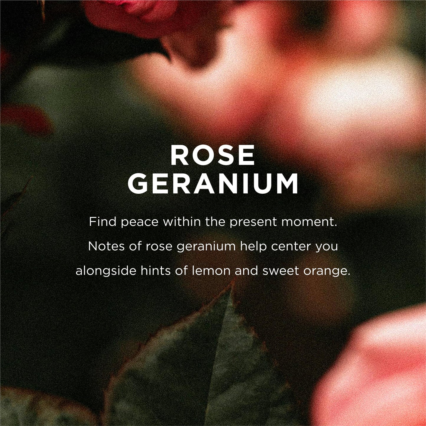 Eo, Bubble Bath Rose Geranium, 12 Fl Oz Beauty and Personal Care EO