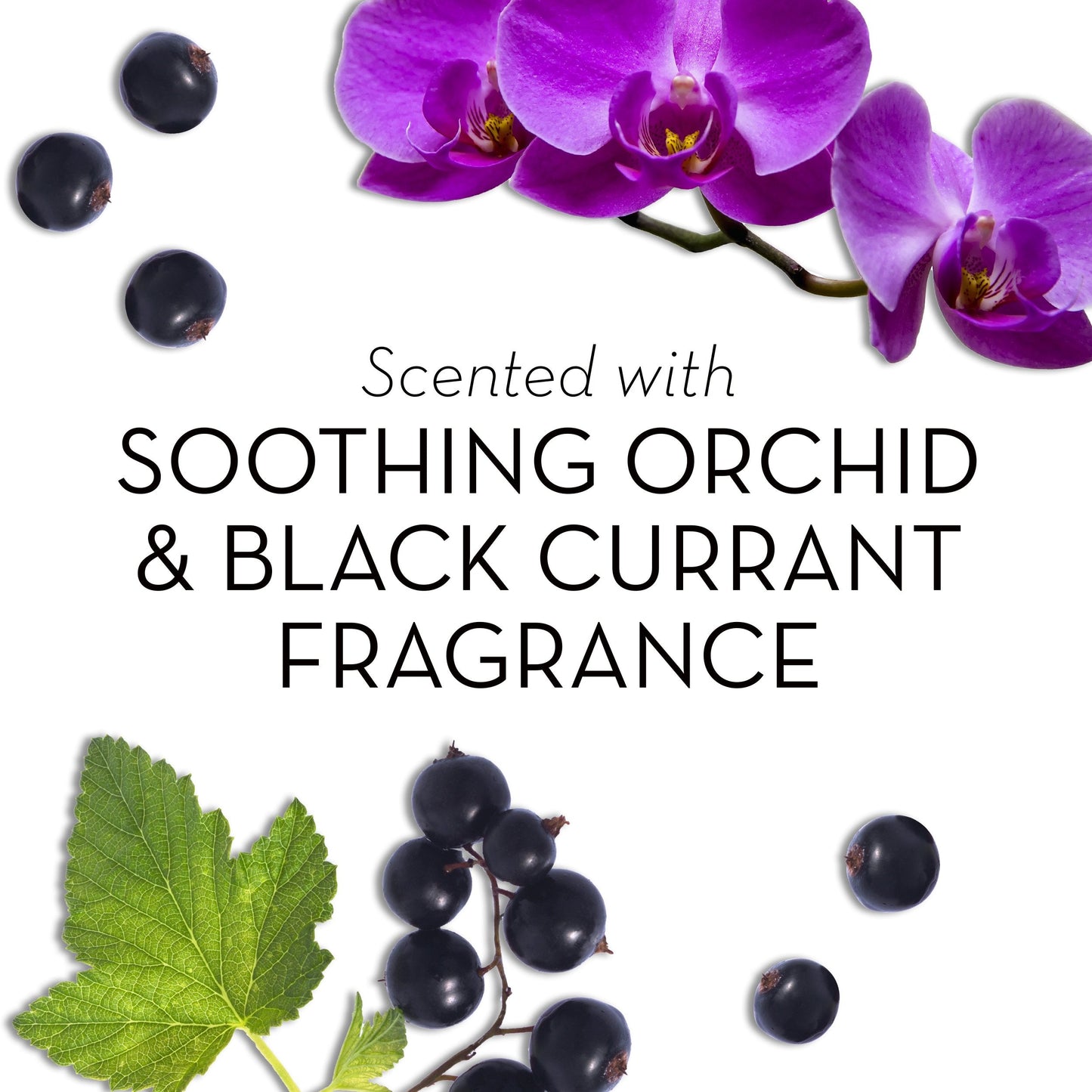 Olay Fresh Outlast Soothing Currant Beauty Bar, Orchid and Black, 4 Count, Packaging May Vary Beauty & Personal Care Olay