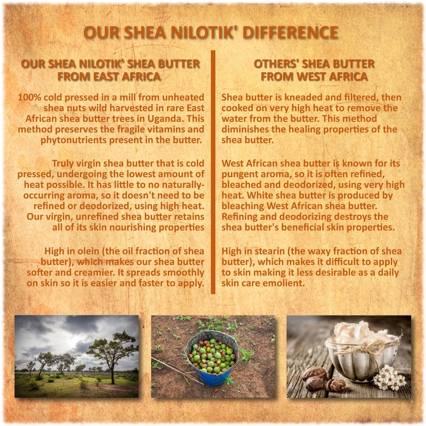 Shea Terra Organics Nilotik’ Shea Butter Ultra-Rich Lotion - Mango | Natural Daily Moisturizer High in Vitamins, Minerals & Fatty Acids Beauty & Personal Care Shea Terra Organics