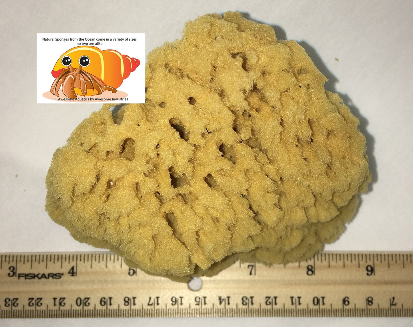 Awesome Aquatic Natural Sea Sponge Amazing Natural Renewable Resource Creating The in Home Perfect Bath and Shower Experience Artist Sponge (Yellow Beauty & Personal Care Awesome Aquatic