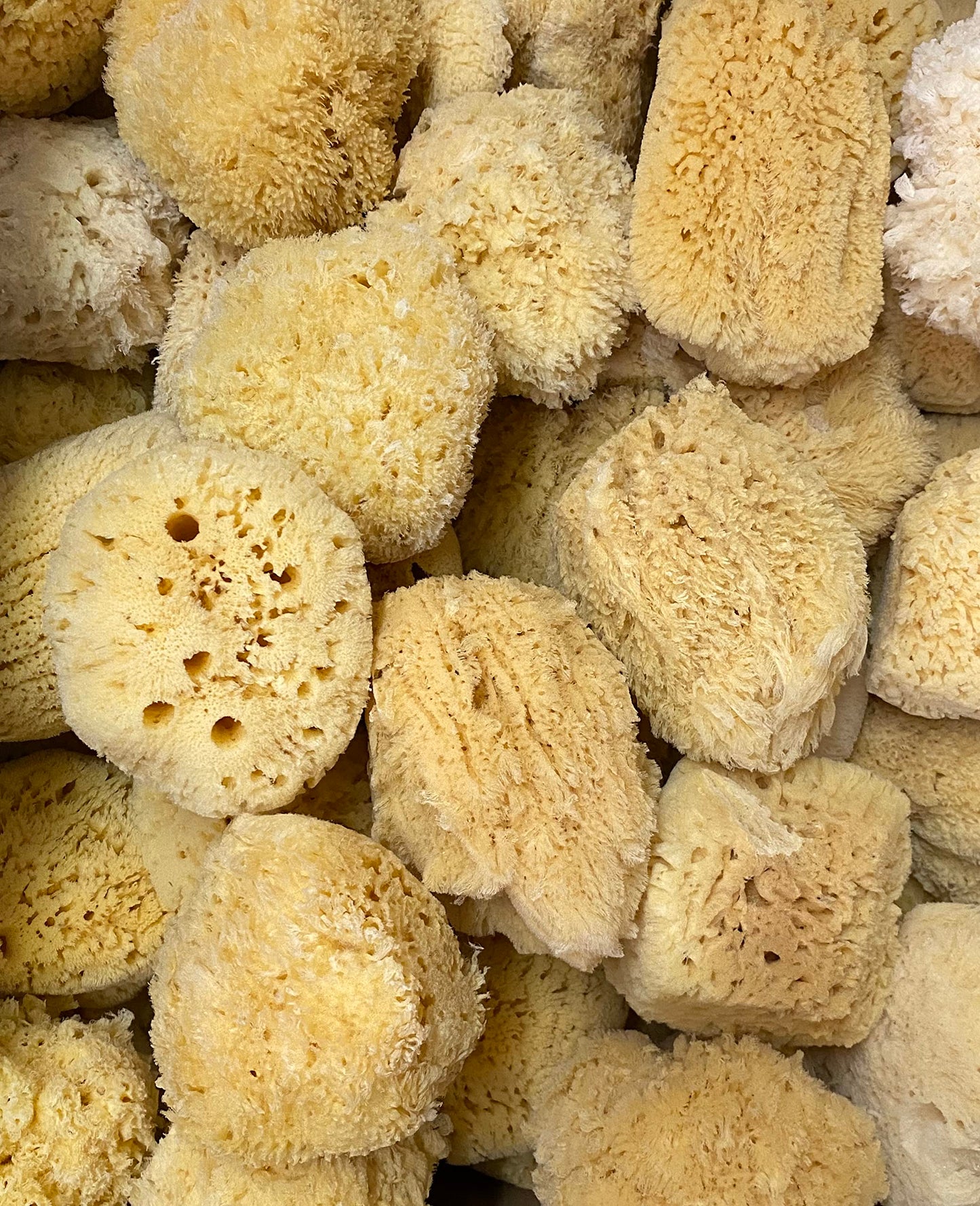 Awesome Aquatic Natural Sea Sponge Amazing Natural Renewable Resource Creating The in Home Perfect Bath and Shower Experience Artist Sponge (Yellow Beauty & Personal Care Awesome Aquatic