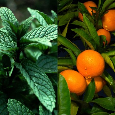 Mint Citrus Natural Bar Lotion with Beeswax & Coco...