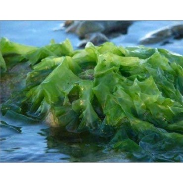 Savarnas Mantra Natural Hydrating Seaweed Toner