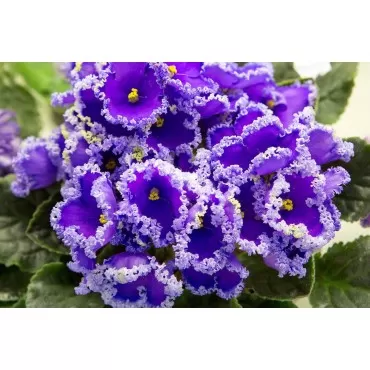 Schultz SPF44900 African Violet Plus Liquid Plant Food 8-14-9, 4 oz - 3 Pack