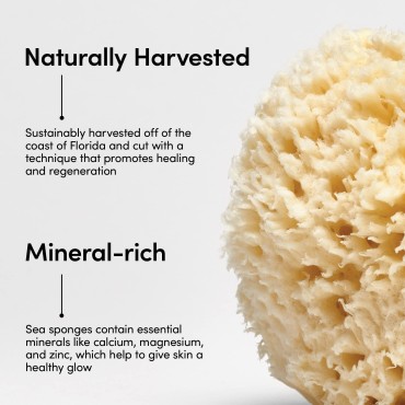LATHER Natural Sea Wool Sponge 4-6” - Gentle Exfol...