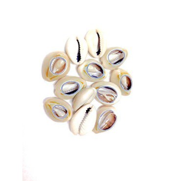 Sea Shell Cutted Hair Beads Cowrie Rasta Dreadlock Braid Decoration Beads Braiding[12pcs]