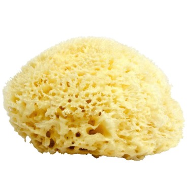 Neptune Natural Sea Wool Sponge - All Natural Honeycomb Renewable Sea Sponge, Jumbo, Approx. 7 Inches