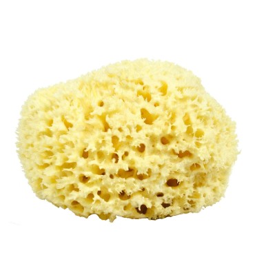 Neptune Natural Sea Wool Sponge - All Natural Honeycomb Renewable Sea Sponge, X -Large, Approx. 6 Inches