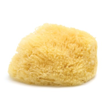 Neptune Natural Caribbean Sea Sponge - All Natural...